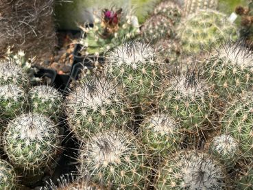 Gymnocactus mandragora ssp. pailanus